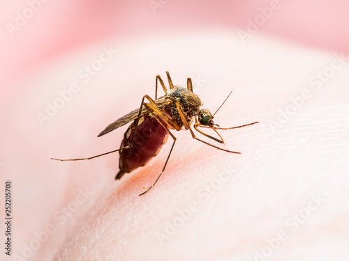 Encephalitis, Yellow Fever, Malaria Disease or Zika Virus Infected Culex Mosquito Parasite Insect Macro © nechaevkon