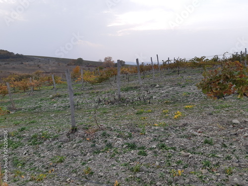 Autumn vineyards on the outskirts of the village