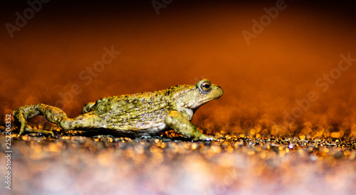 Common toad migration 2019 in belgium (dutch:paddentrek)