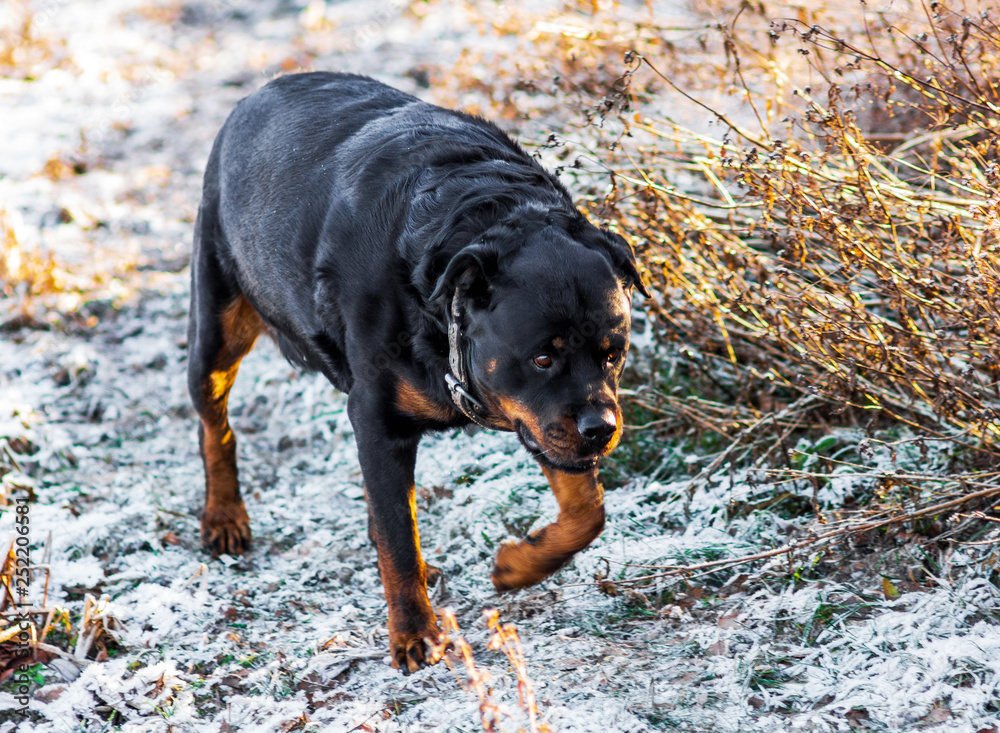 Rottweiler Dog Walking on Nature Background Rottweiler Dog Walking on Nature Background