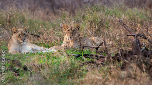 Two lion cubs laying in the grass
