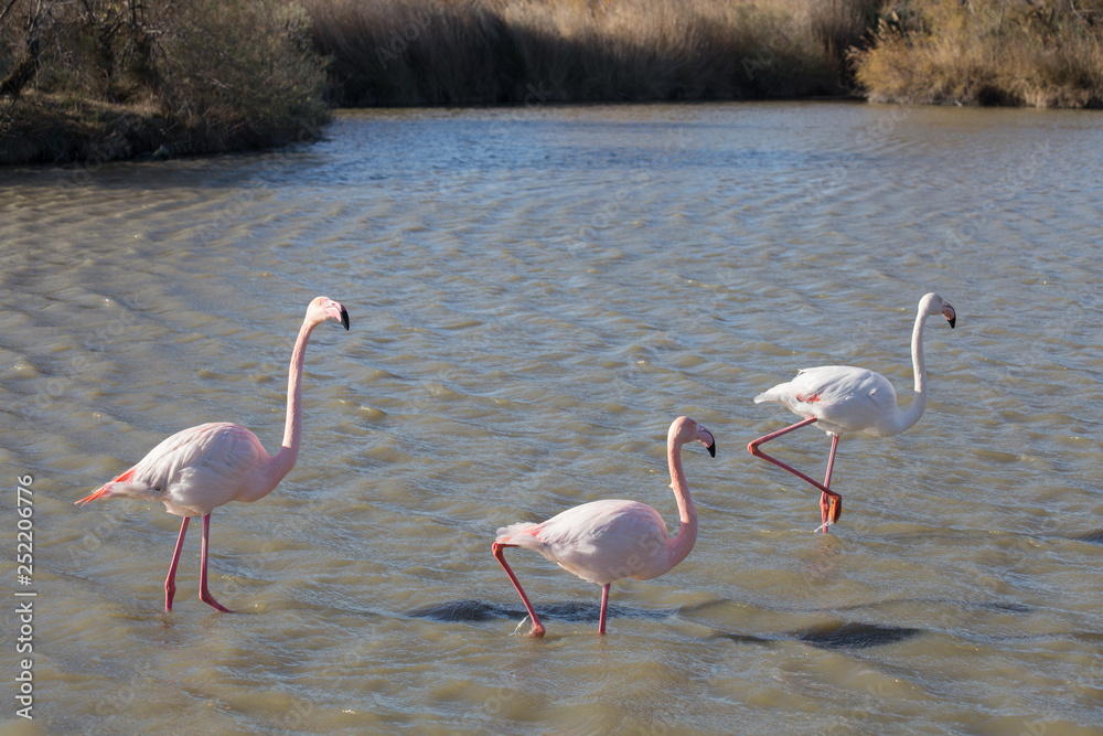 Flamants roses dans le parc ornithologique du pont de gau prés de l'étang de Gines aux Saintes Maries de la Mer en Camargue  - Bouches du Rhône -   Occitanie - France