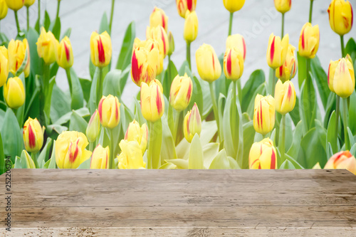 Empty wood brown nature WITHBACKGROUND  sweet yellow tulips flower growing and blossom in spring season field with green leaves and branch , a moment romantic in garden, holiday and nature concept. photo