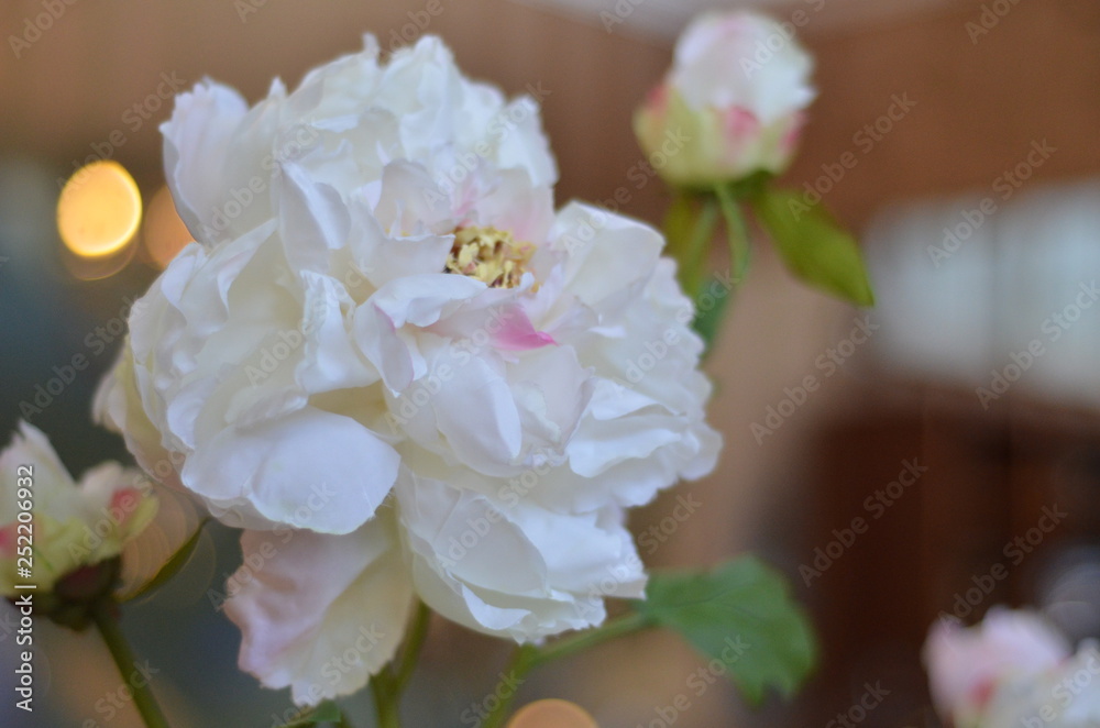 bouquet of white flowers bouquet of white flowers