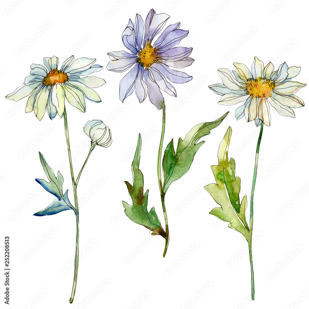 Fototapeta premium Daisy floral botanical flower. Watercolor background illustration set. Isolated daisy illustration element.