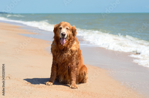 a Golden Retriever dog breed sitting on the beach and wave in summer