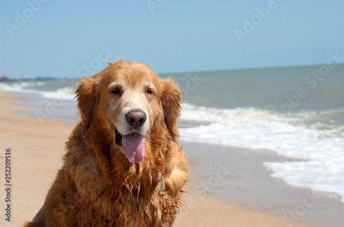 Front view close up picture of a Golden Retriever dog breed sitting on the beach