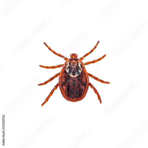 Encephalitis Virus or Lyme Borreliosis Disease or Monkey Fever Infectious Dermacentor Tick Arachnid Parasite Insect Macro Isolated on White