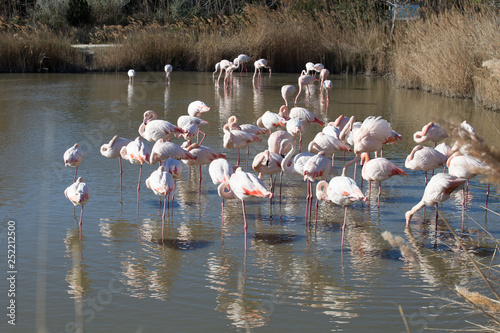 Flamants roses dans le parc ornithologique du pont de gau prés de l'étang de Gines aux Saintes Maries de la Mer en Camargue  - Bouches du Rhône -   Occitanie - France