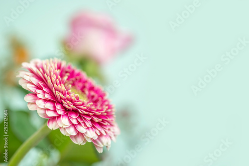 Flower on green background (ID: 252212564)