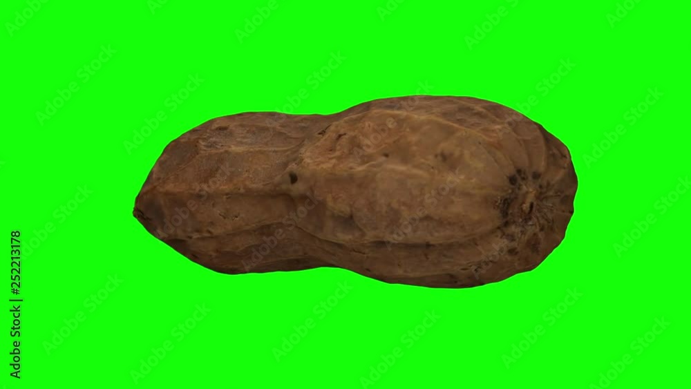 Realistic render of a rotating peanut pod on green background. The video is seamlessly looping, and the object is 3D scanned from a real peanut. Realistic render of a rotating peanut pod on green background. The video is seamlessly looping, and the object is 3D scanned from a real peanut.