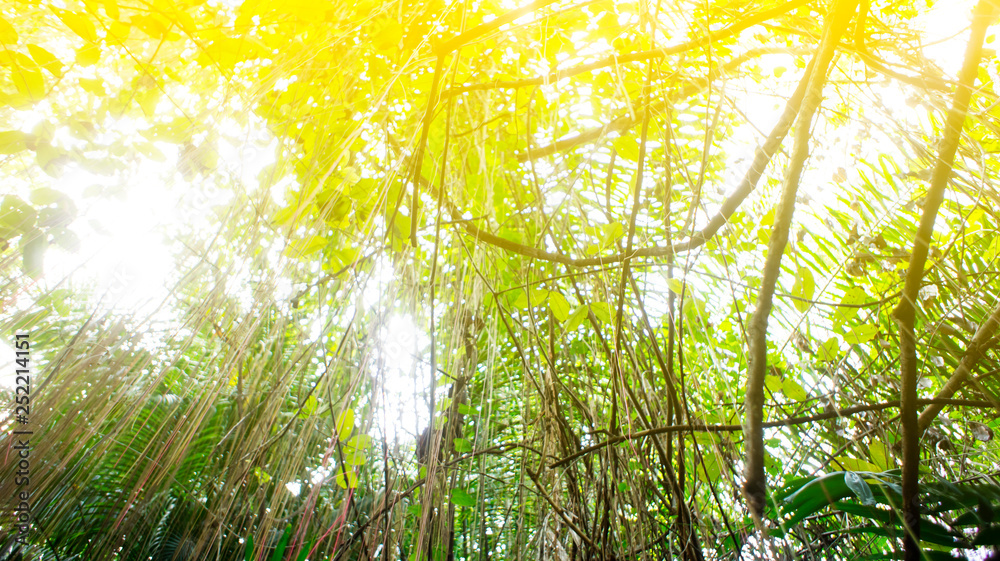 Fototapeta premium Rainforest in Southeast Asia, Thailand. Sun glare. Lush jungle. Exotic leaves.