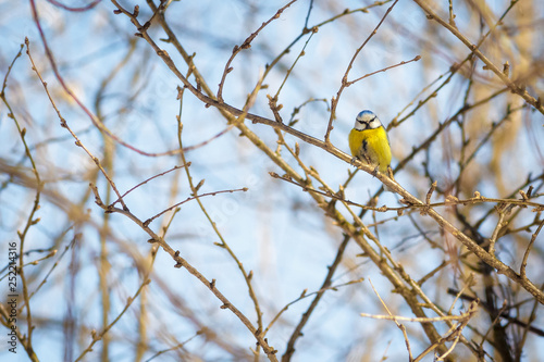 Принти на полотні hungry wild bird titmouse on a tree in spring forest