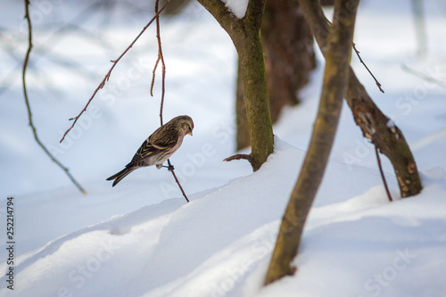 Fotografie hungry wild bird  redpoll on a tree in spring forest