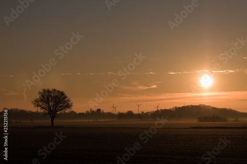 Tree in the fog on a field at sunrise