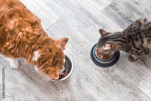dog and a cat are eating together from a bowl of food. Animal feeding concept
