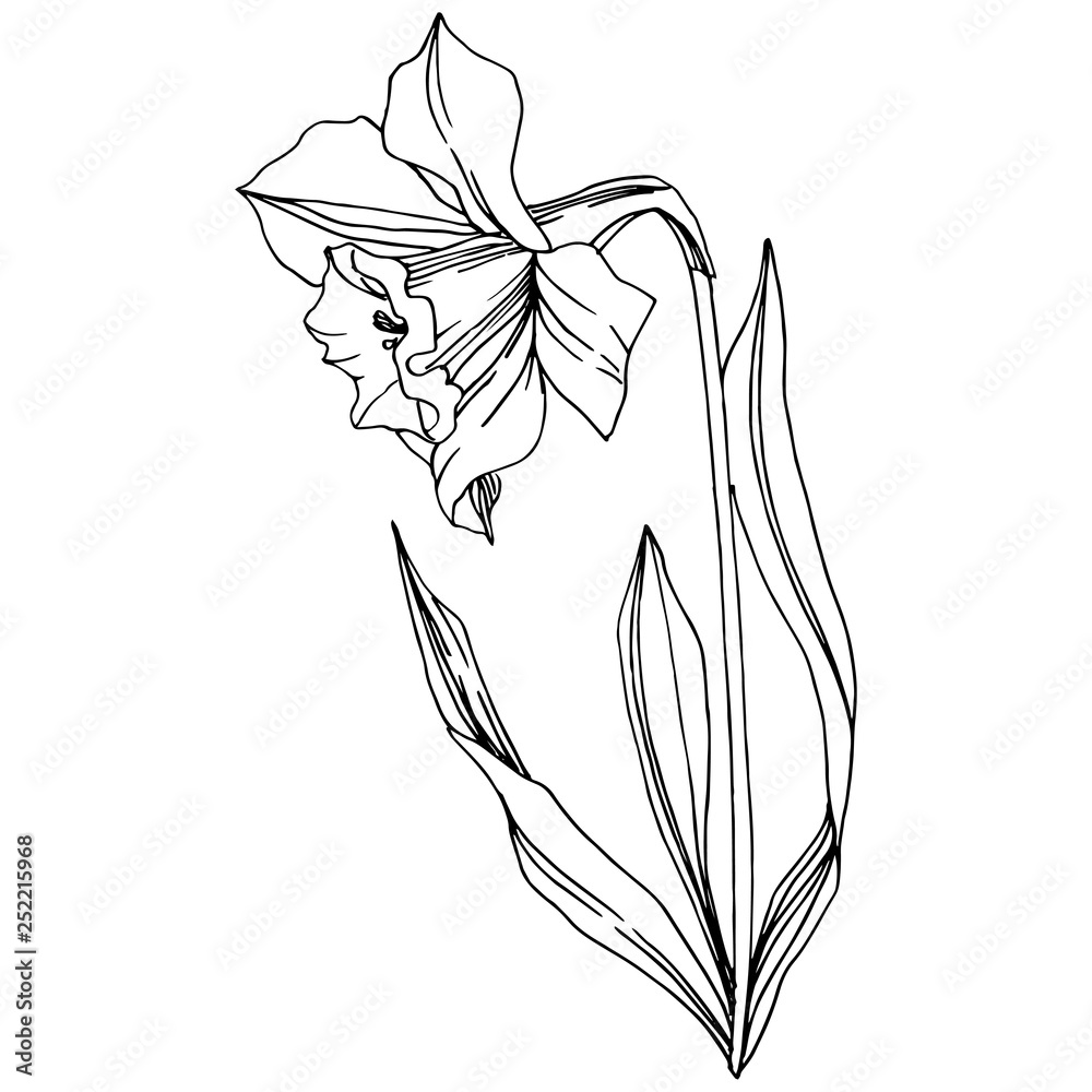 Vector Narcissus floral botanical flower. Black and white engraved ink art. Isolated narcissus illustration element. - obrazy, fototapety, plakaty 