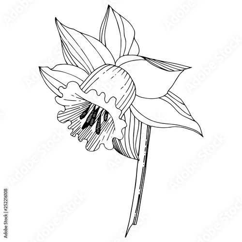 Vector Narcissus floral botanical flower. Black and white engraved ink art. Isolated narcissus illustration element.