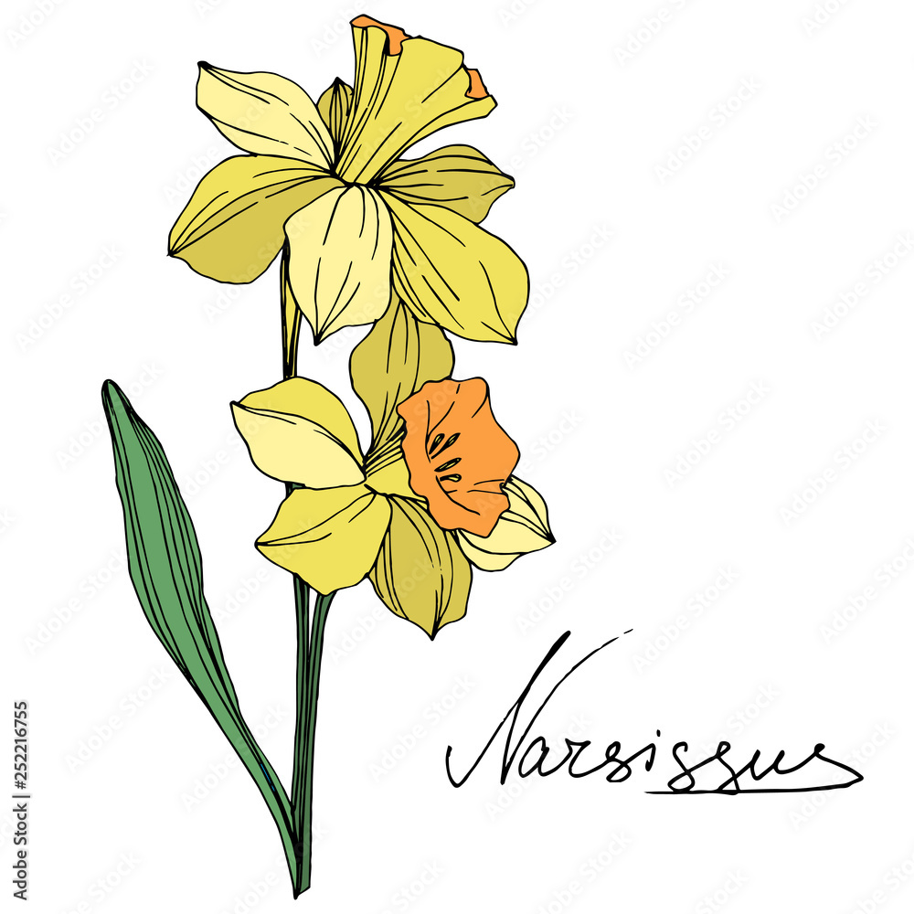 Vector Yellow Narcissus floral botanical flower. Engraved ink art. Isolated narcissus illustration element.