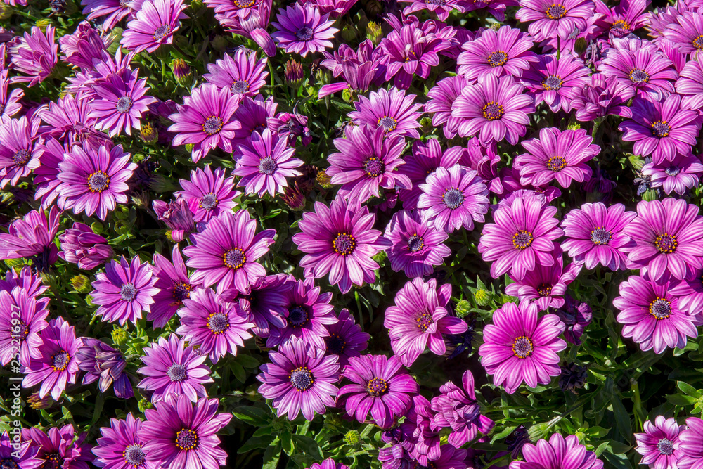 Beautiful violet or purple flower in the home garden. Beautiful violet or purple flower in the home garden.