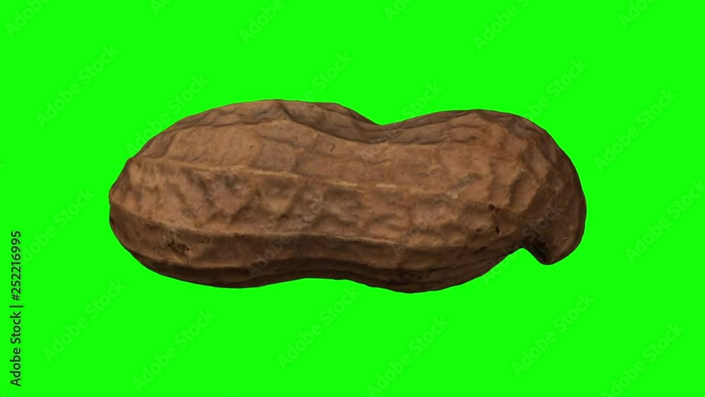 Realistic render of a rotating peanut pod on green background. The video is seamlessly looping, and the object is 3D scanned from a real peanut. Realistic render of a rotating peanut pod on green background. The video is seamlessly looping, and the object is 3D scanned from a real peanut.