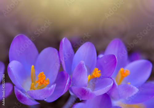 Purple crocuses in spring garden. Easter background.