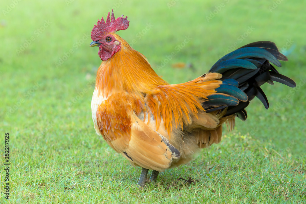Fototapeta premium rooster and hen