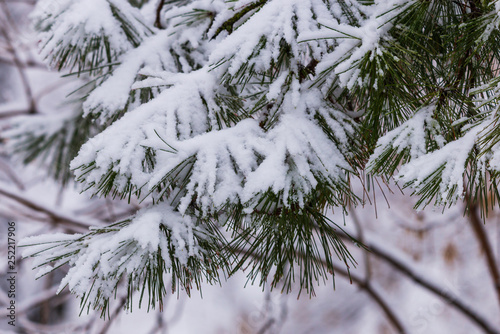 Frozen pine branches in the snow. Tree branches under snow. Snow fir tree branches under snowfall. Winter detail, natural winter holiday background. full frame. blur background.