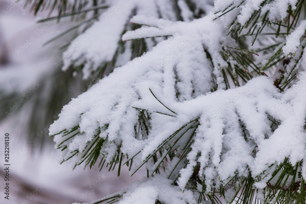 Frozen pine branches in the snow. Tree branches under snow. Snow fir tree branches under snowfall. Winter detail, natural winter holiday background. full frame. blur background.