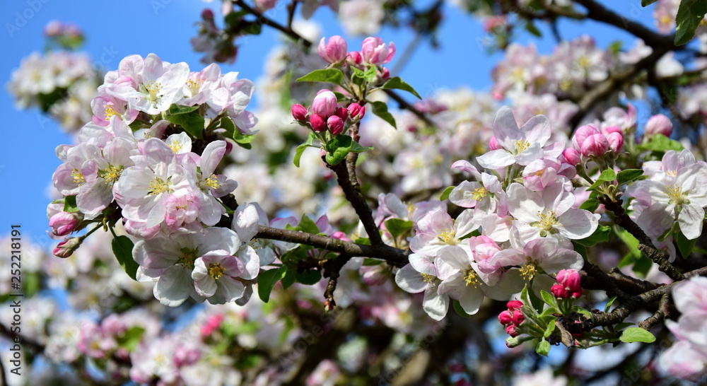 Apfelbaumblüten - Blütezeit in Südtirol
