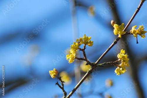 Blütenknospen einer Kornelkirsche (Cornus mas)