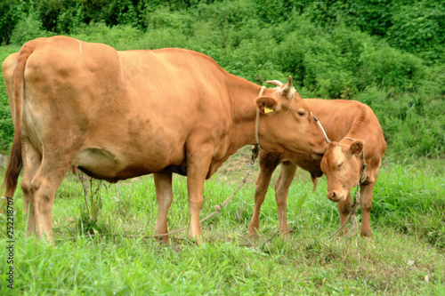 cow and calf in field