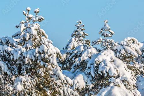 snow covered conifers in the sun photo