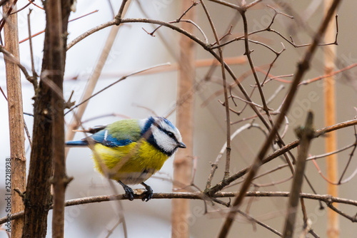 Horizontal photo of blue tit songbird. Bird with yellow, white, blue green feathers