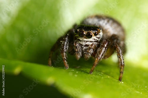 Araignée sauteuse © Stephane Bonnel