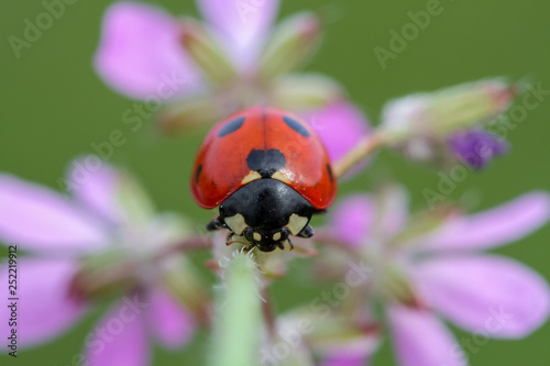 ladybug with heart