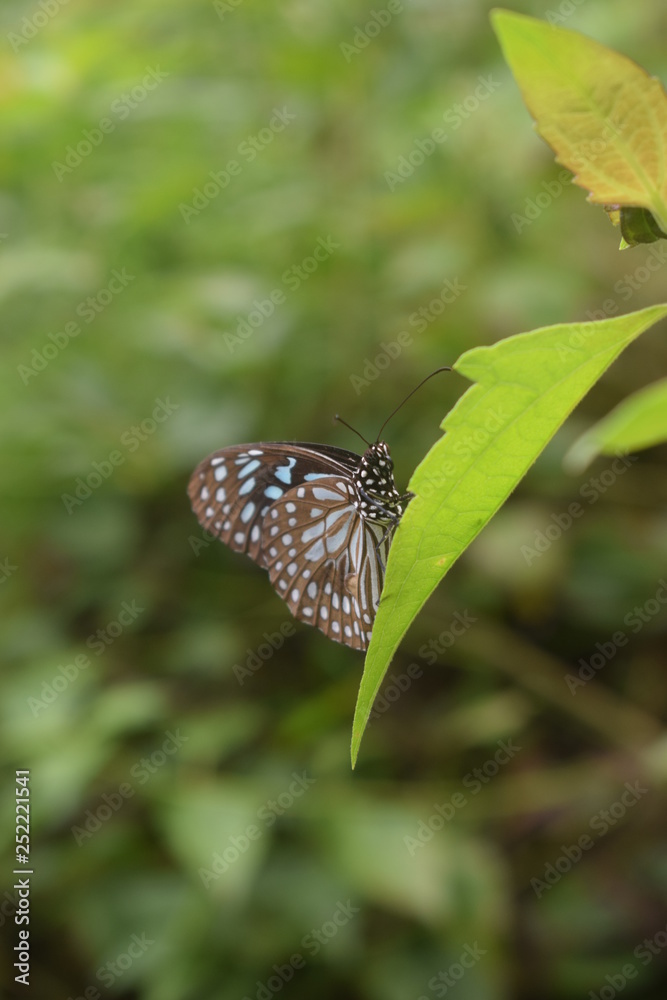 Fototapeta premium butterfly on leaf