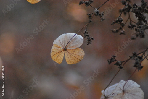 Kletter-Hortensie (Hydrangea petiolaris) im Winter photo