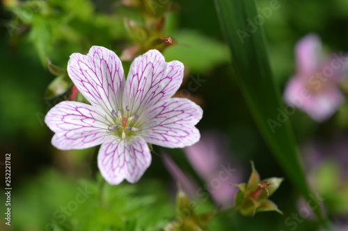 French cranesbill Rose Clair