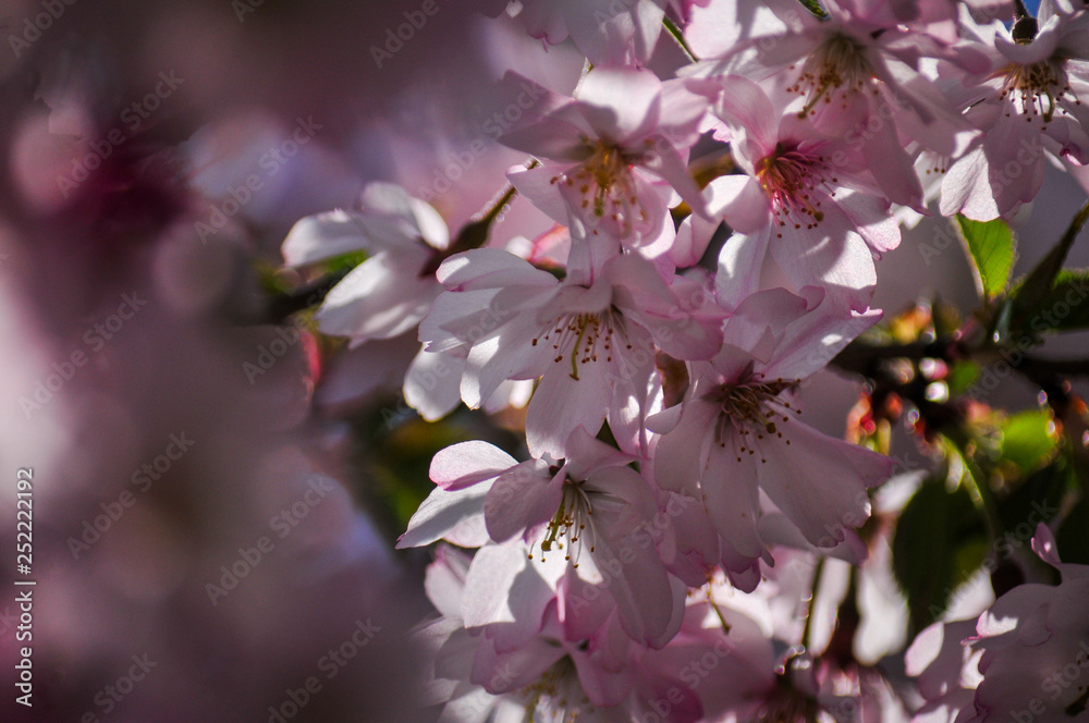 Obraz premium Kirschbaumblüten