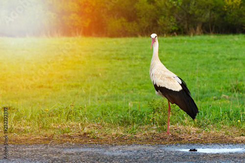 White stork Ciconia ciconia walking in the woods with glow photo