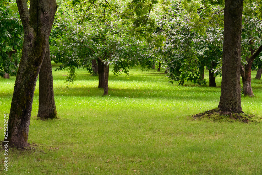 Well-kept Park with bright green grass and trees with leaves Well-kept Park with bright green grass and trees with leaves