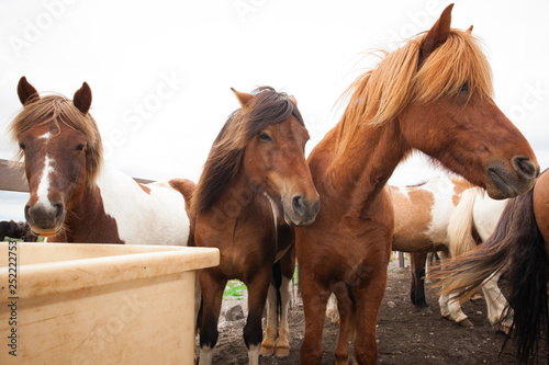 Fototapeta Naklejka Na Ścianę i Meble -  Three Icelandic horse