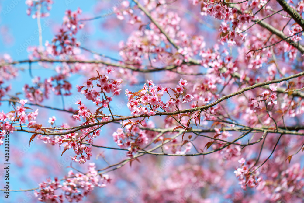 Wild Himalayan Cherry Blossoms in spring season (Prunus cerasoides), Sakura in Thailand, selective focus Wild Himalayan Cherry Blossoms in spring season (Prunus cerasoides), Sakura in Thailand, selective focus