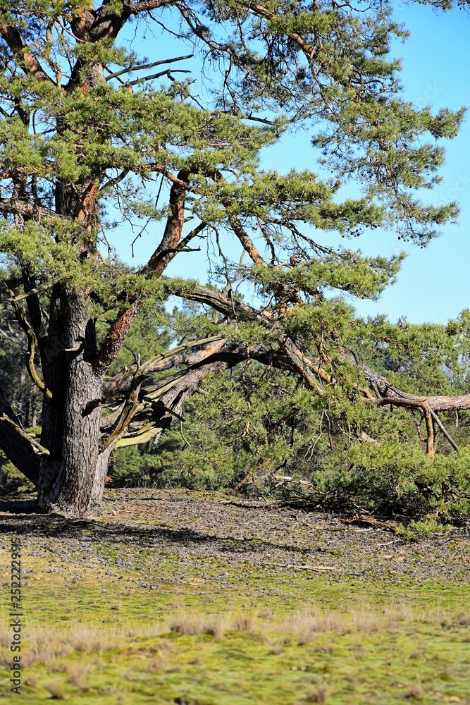 Baum Kiefer Nadelbaum alt Holland Maasduinen Baum Kiefer Nadelbaum alt Holland Maasduinen