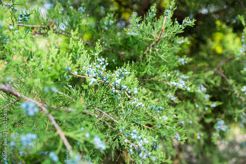 Green thuja or juniper tree branches wis berries background close up - obrazy, fototapety, plakaty 
