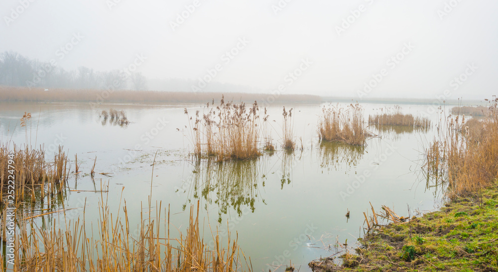 Fototapeta premium Edge of a foggy lake with reed in sunlight in winter