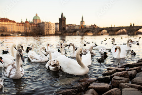 swans on the shore river in prague
