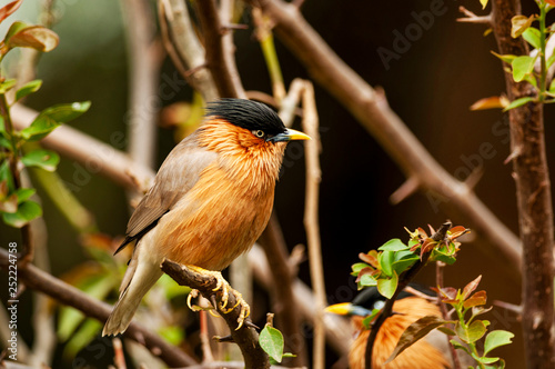 Brahminy starling, Sturnia pagodarum, Bharatpur, Rajasthan, India. photo