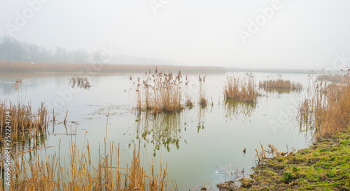 Edge of a foggy lake with reed in sunlight in winter